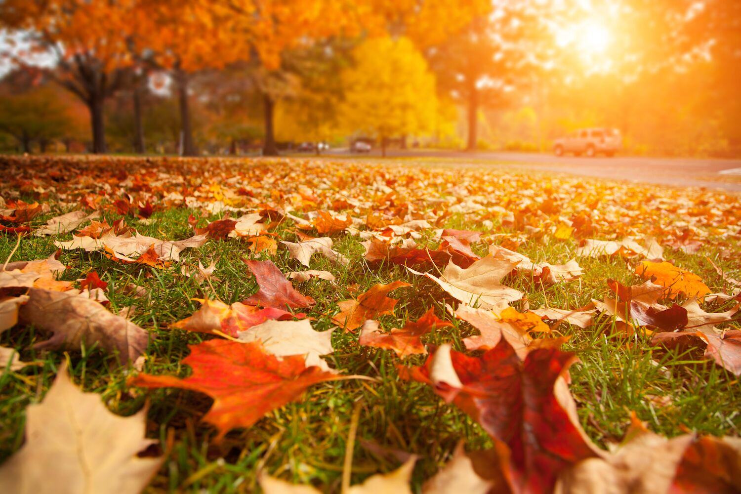 Fall leaf removal in Bainbridge, OH keeping lawns clean and well-maintained